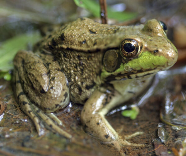 How to turn down the volume and protect wildlife in your yard and garden
